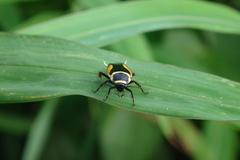 Hemithyrsocera vittata