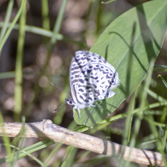 Leptotes cassius cassius