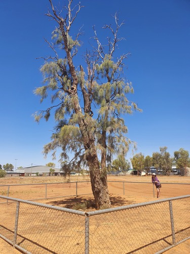 Waddi (Acacia peuce)