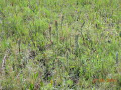 Pedicularis dasystachys