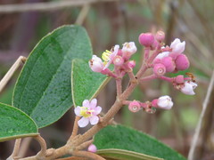 Miconia xalapensis