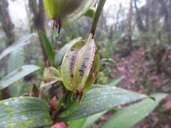 Epidendreae
