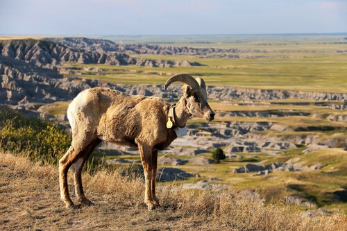 Bighorn Sheep photographed in South Dakota
