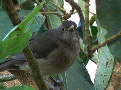Turdus maculirostris