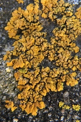 Polycauliona impolita