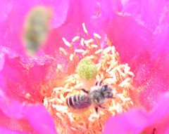 Lithurgopsis apicalis