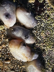 Blue Siphon Sea Squirt photo 2
