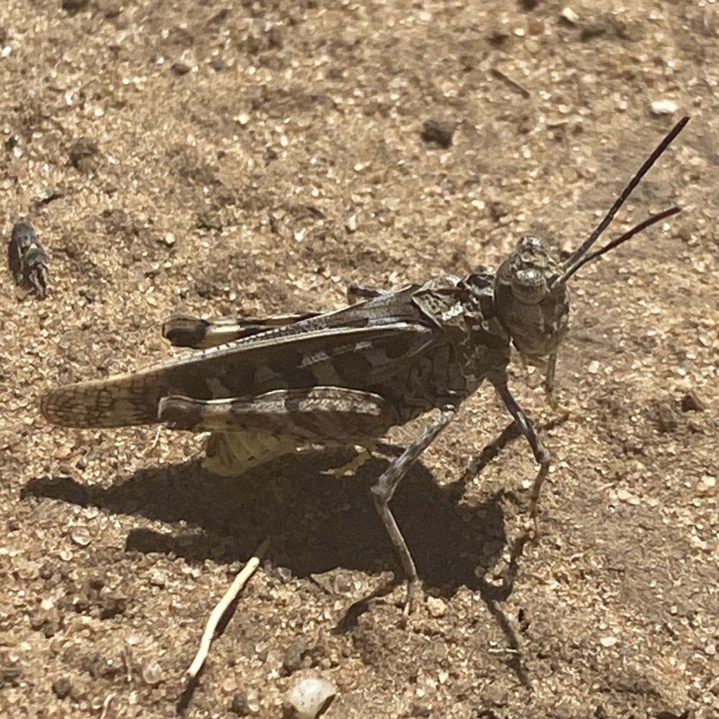 Trachyrhachys coronata
