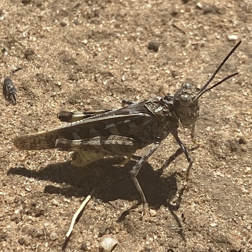 Trachyrhachys coronata