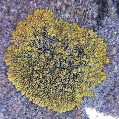 Polycauliona impolita