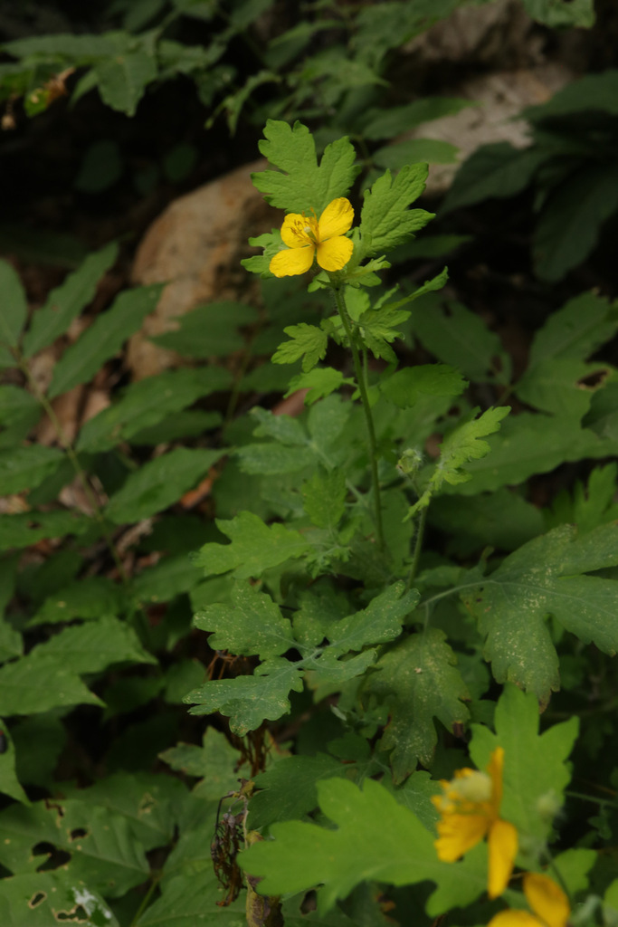Asian celandine