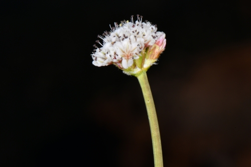Image of Eriogonum panguicense by (c) Darrin Gobble, some rights reserved (CC BY)