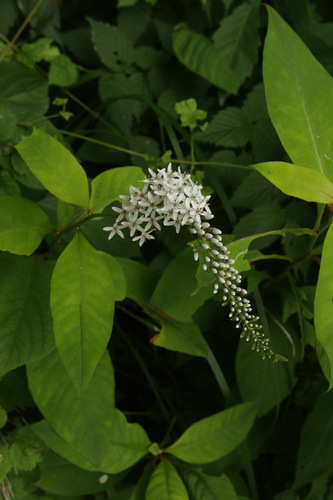 gooseneck yellow loosestrife (Lysimachia clethroides)
