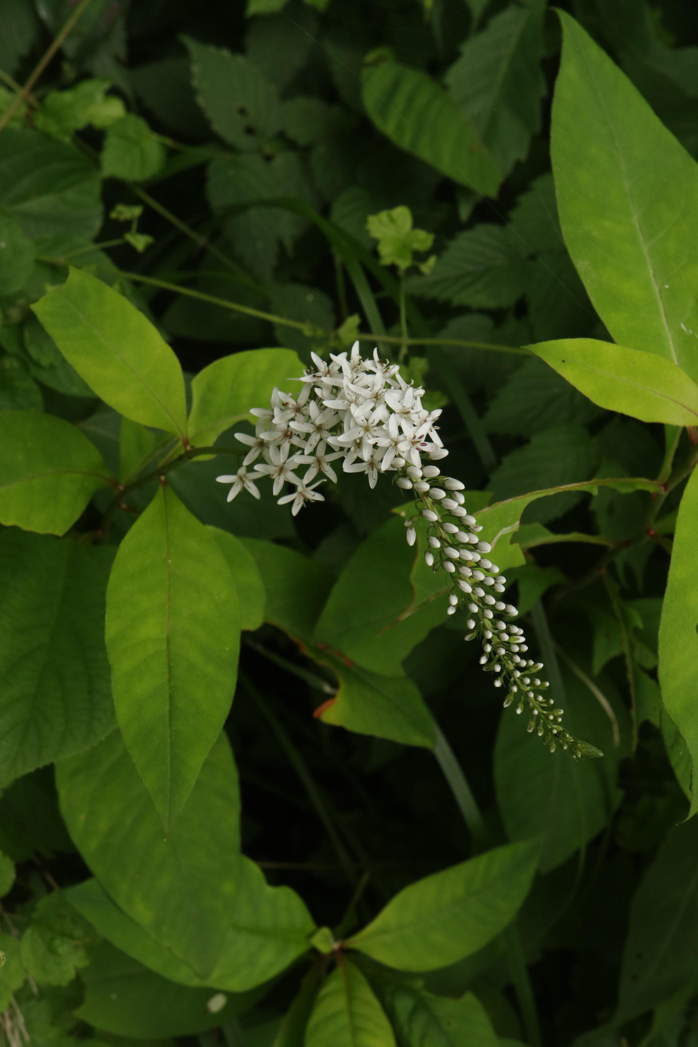 Lysimachia clethroides