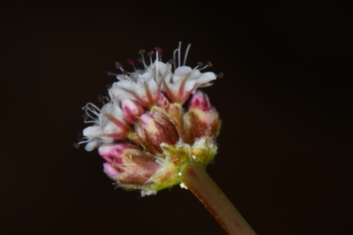 Image of Eriogonum panguicense by (c) Darrin Gobble, some rights reserved (CC BY)