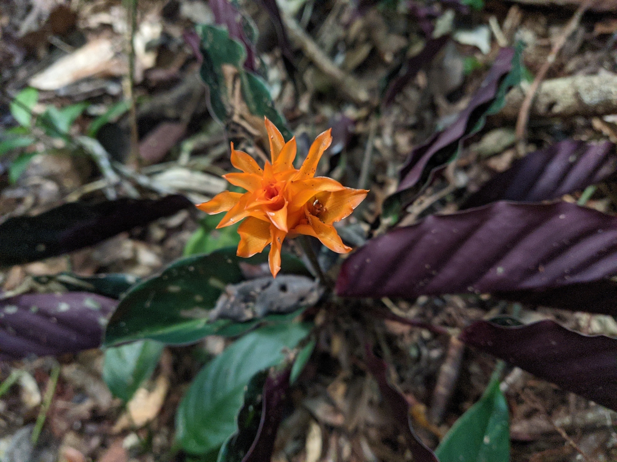 Calathea crocata