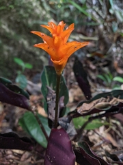 Goeppertia crocata, photograph Martin Vallejos, CC BY, iNaturalist via GBIF