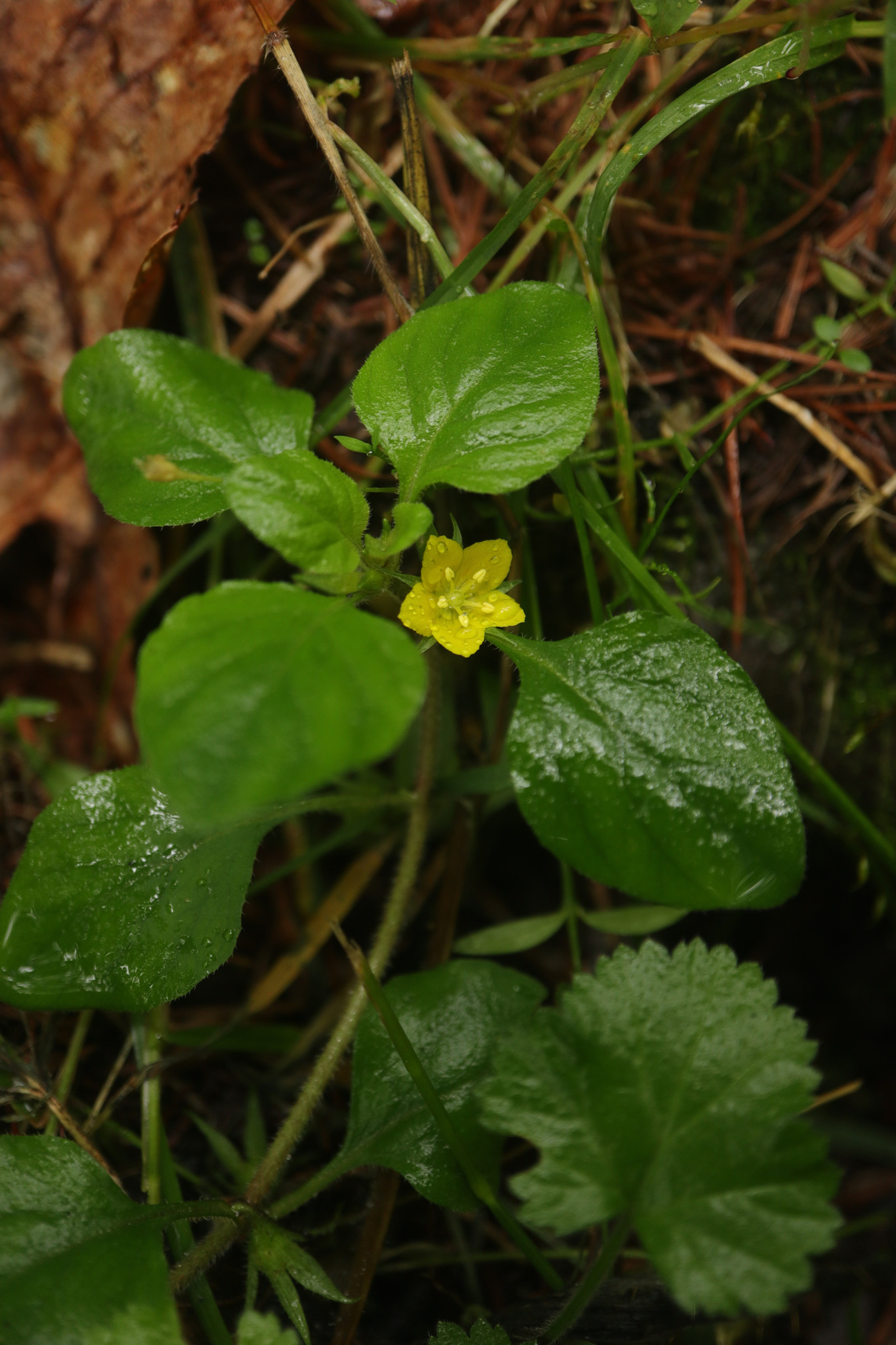 Lysimachia japonica