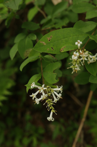 Ligustrum tschonoskii iNat (2)