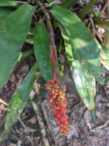 Aechmea capixabae
