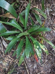 Aechmea capixabae, photograph Martin Vallejos, CC BY, iNaturalist via GBIF