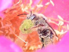 Lithurgopsis apicalis