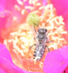 Lithurgopsis apicalis