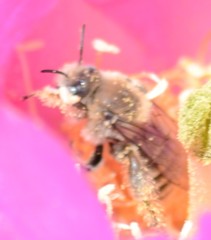 Lithurgopsis apicalis