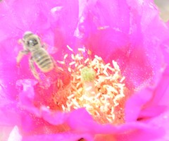 Lithurgopsis apicalis