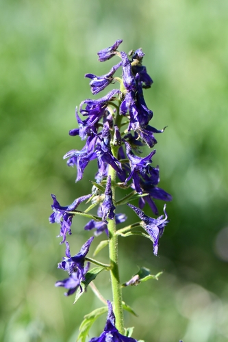 Image of Delphinium barbeyi by (c) Darrin Gobble, some rights reserved (CC BY)