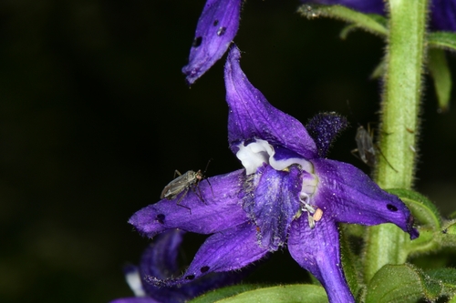 Image of Delphinium barbeyi by (c) Darrin Gobble, some rights reserved (CC BY)