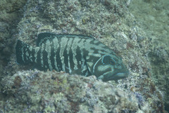 Cephalopholis panamensis