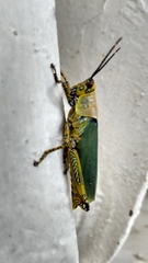 Zonocerus variegatus