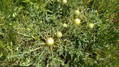 Cirsium quercetorum