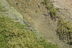 Crenichthys baileyi moapae