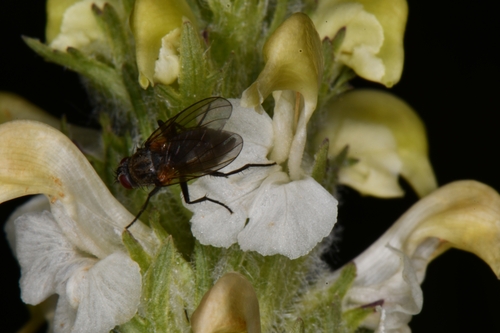 Image of Pedicularis parryi by (c) Darrin Gobble, some rights reserved (CC BY)