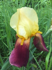 Iris × germanica