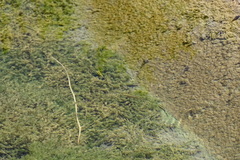 Crenichthys baileyi moapae