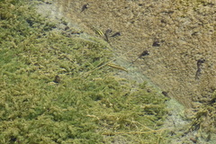 Crenichthys baileyi moapae