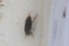 Naucoridae