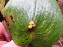 Pleurothallis cordata