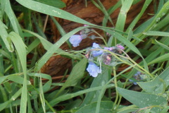 Mertensia lanceolata