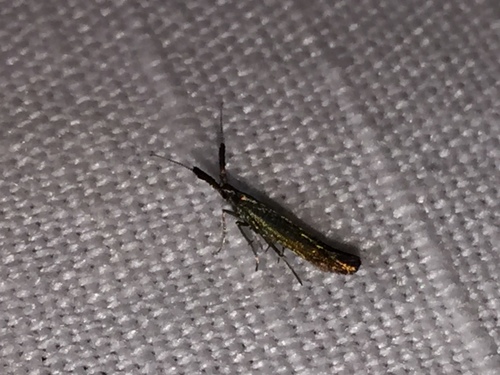 Metallic Coleophora Moth photo 3