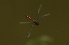 Orthemis ambinigra
