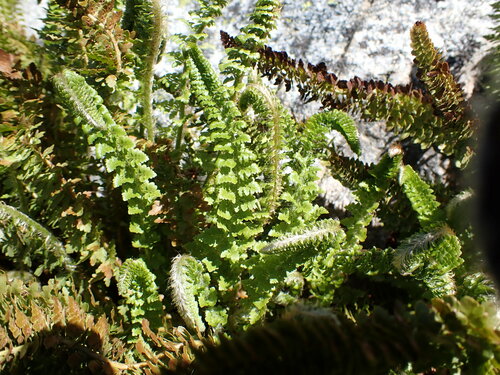 Image of Polystichum lemmonii by (c) John Brew, some rights reserved (CC BY)