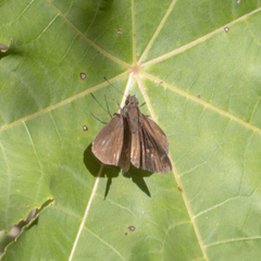 Cymaenes odilia