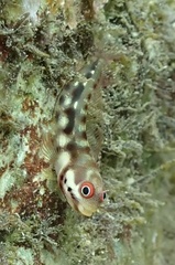Spotjaw Blenny photo 3