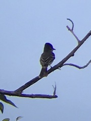 Myiarchus antillarum