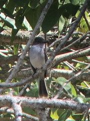 Myiarchus antillarum