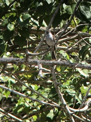 Myiarchus antillarum